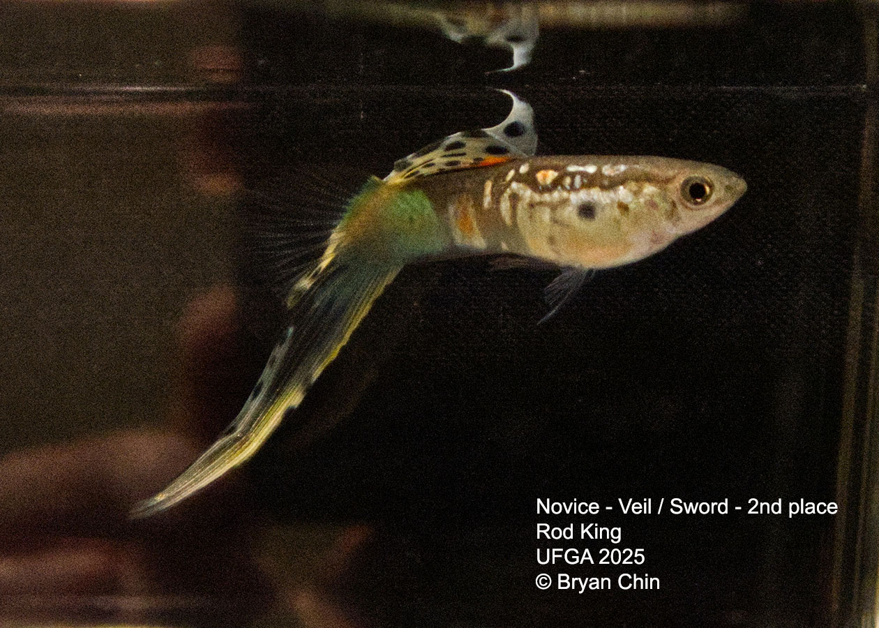 Guppy Novice Swordtail